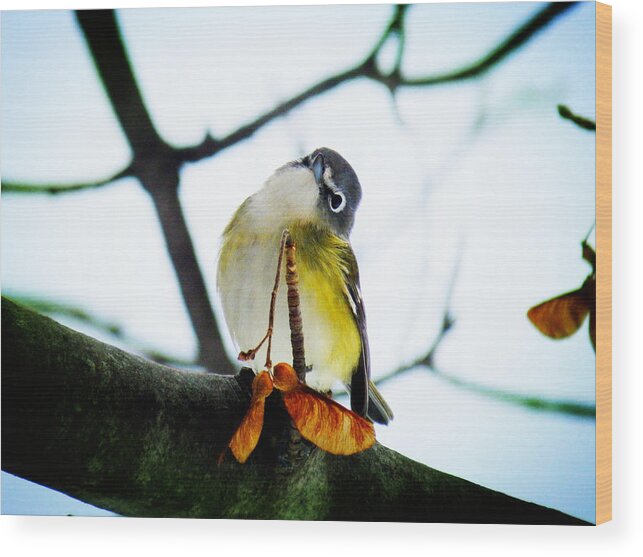 Blue-headed Vireo Wood Print featuring the photograph Just Curious by Zinvolle Art