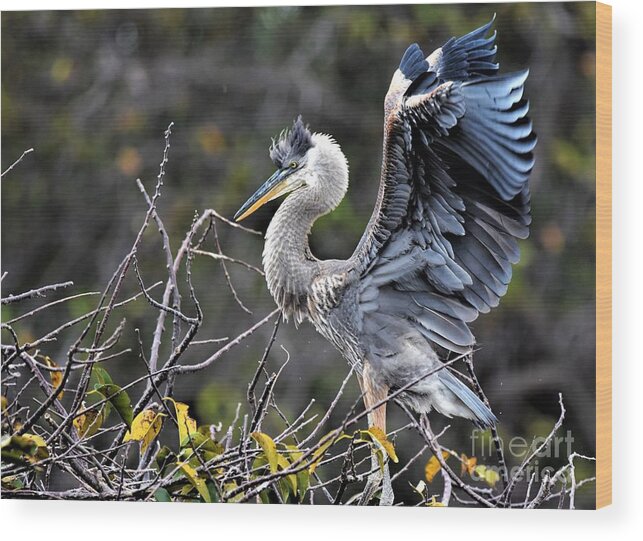 Immature Great Blue Heron Wood Print featuring the photograph Juvenile Great Blue Heron by Julie Adair