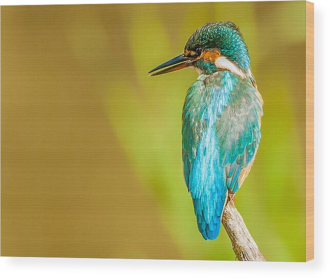 Kingfisher Wood Print featuring the photograph Kingfisher by Paul Neville