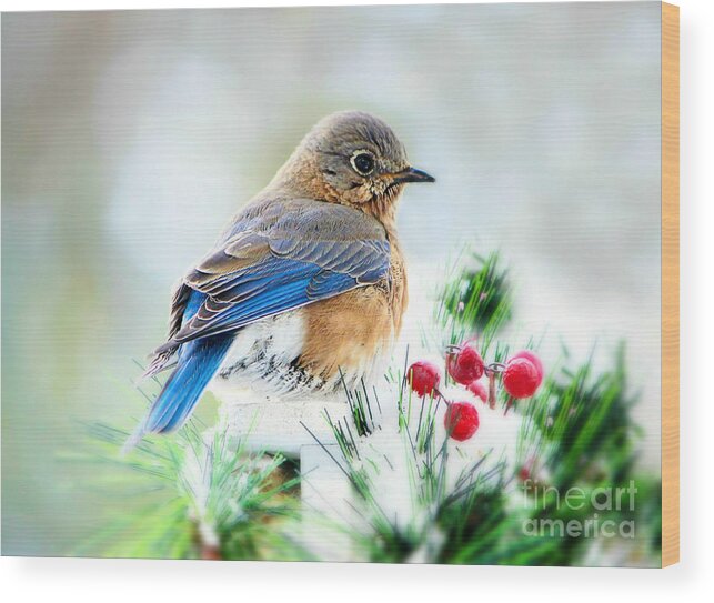 Bluebird Wood Print featuring the photograph Lady Bluebird by Tina LeCour