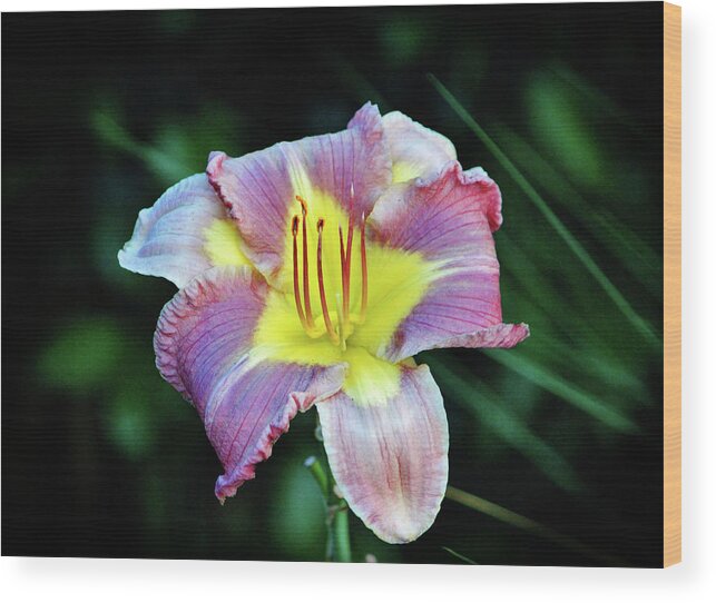 Daylily Wood Print featuring the photograph Lavender And Yellow Lily by Cynthia Guinn
