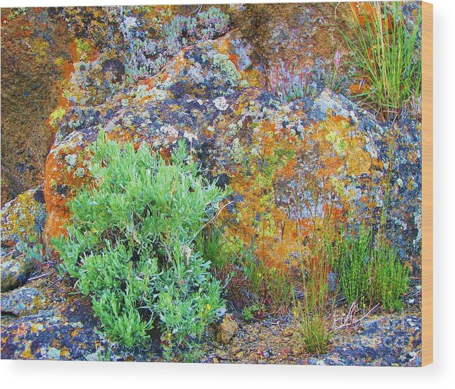 Sagebrush Wood Print featuring the photograph Lichen Rainbow  by Michele Penner