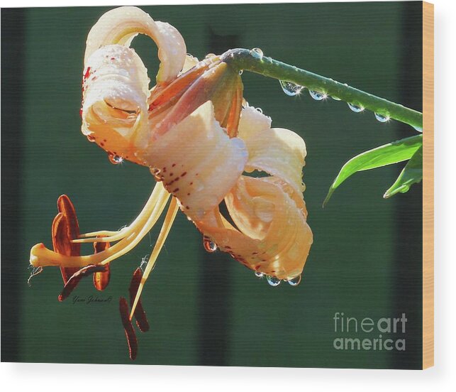 Lilies Wood Print featuring the photograph Lilly with droplets by Yumi Johnson