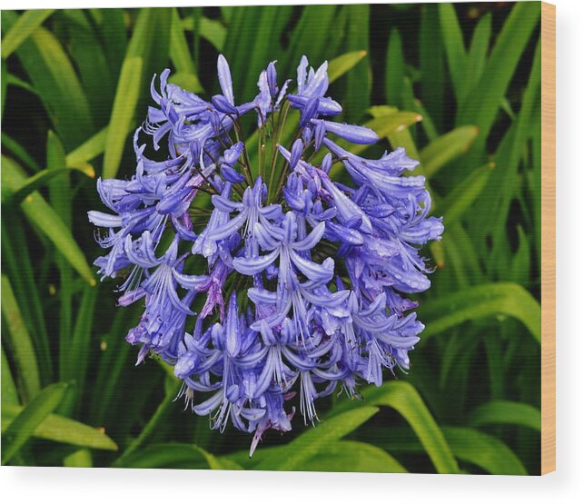 Flowers Wood Print featuring the photograph Lily of the Nile by Eileen Brymer