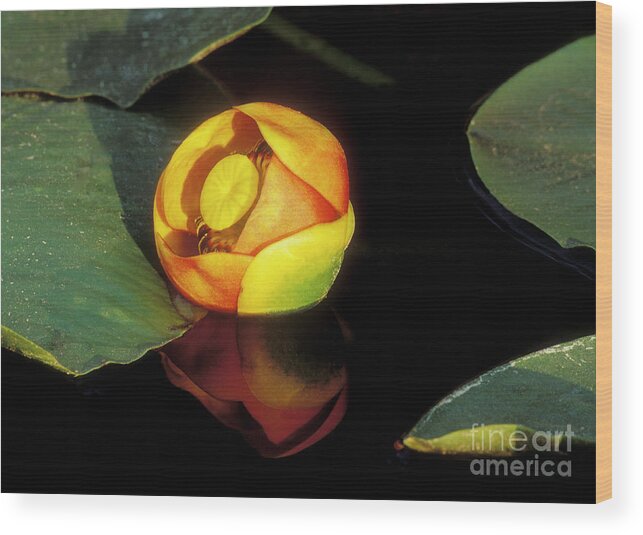 Sandra Bronstein Wood Print featuring the photograph Lily Reflection by Sandra Bronstein