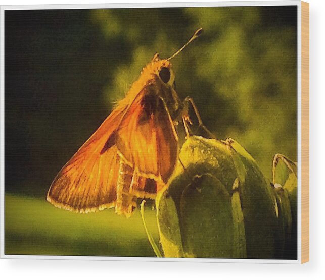 Skipper Wood Print featuring the photograph Little Brown Skipper Butterfly by Debra Lynch
