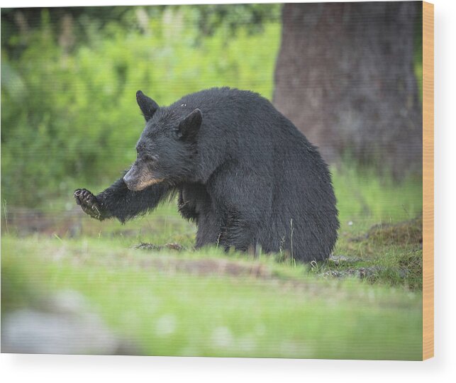 Black Bear Wood Print featuring the photograph Look at my nails by David Kirby