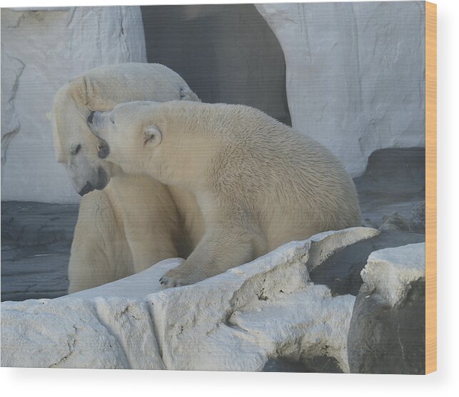 Polar Bear Animal Couple Wood Print featuring the photograph Love Bite by Harold Piskiel