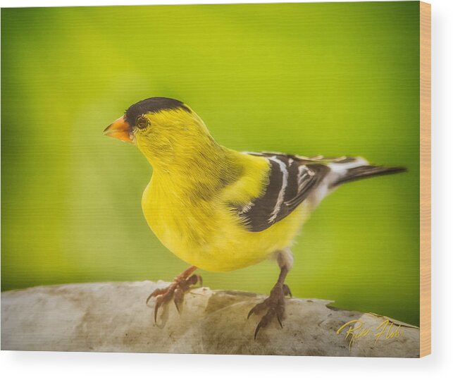 Animals Wood Print featuring the photograph Male Goldfinch by Rikk Flohr