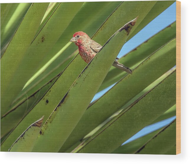 House Wood Print featuring the photograph Male House Finch 7498 by Tam Ryan