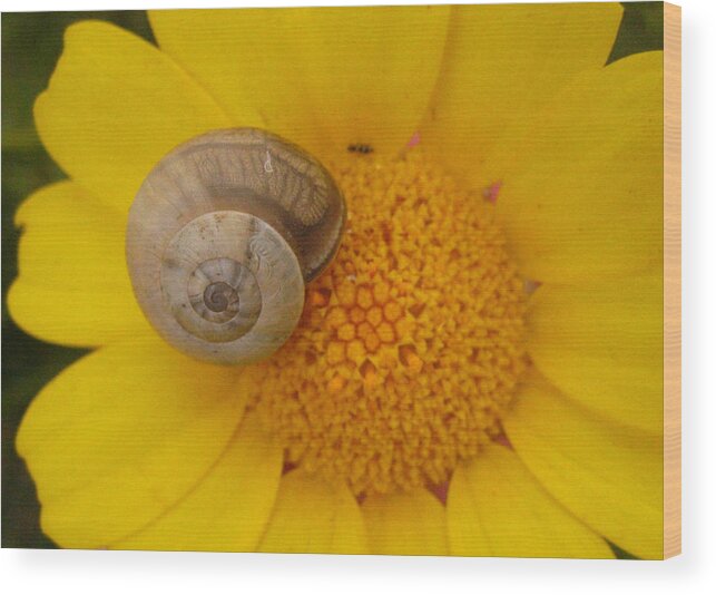 Photograph Wood Print featuring the photograph Malta Flower by Annette Hadley