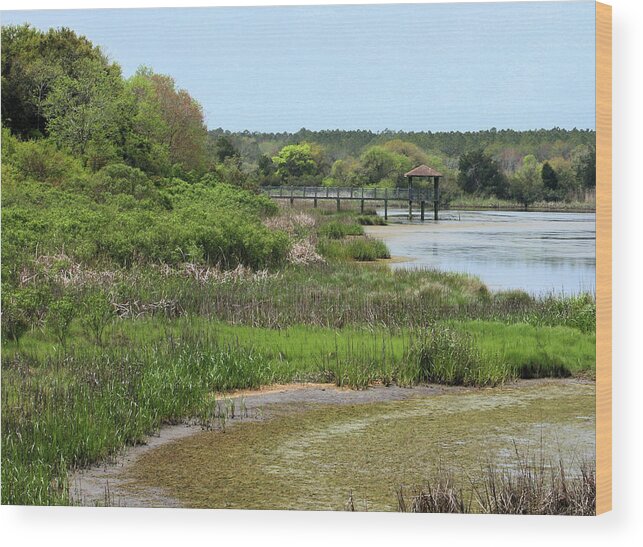 Swamp Wood Print featuring the photograph Marshlands by Cathy Harper