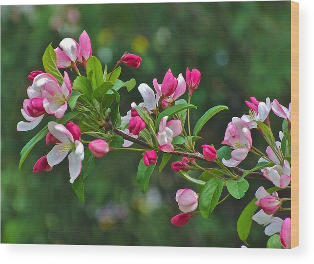 Crabapple Wood Print featuring the photograph Meadow Garden Crabapple 2014 by Janis Senungetuk