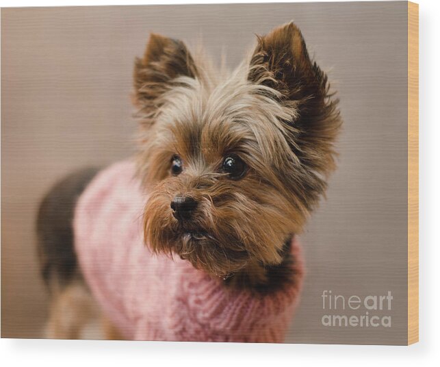 Yorkie Terrier Wood Print featuring the photograph Melanie in Pink Mohair by Irina ArchAngelSkaya