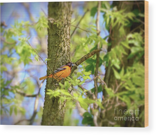 Baltimore Oriole Wood Print featuring the photograph Migratory Birds - Baltimore Oriole by Kerri Farley