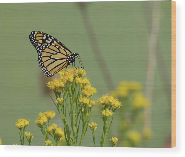 Insect Wood Print featuring the photograph Monarch Butterfly by Whispering Peaks Photography