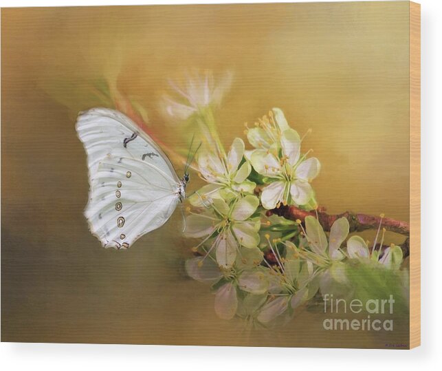 White Morpho Wood Print featuring the photograph Morpho Luna by Eva Lechner
