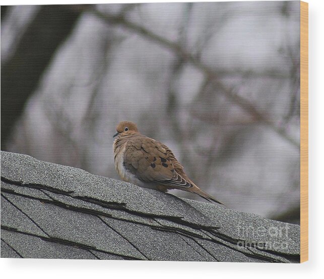 Mourning Dove Wood Print featuring the photograph Mourning Dove 20120318_1a by Tina Hopkins