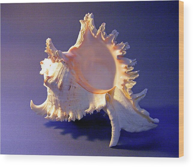 Frank Wilson Wood Print featuring the photograph Murex ramosus Seashell by Frank Wilson