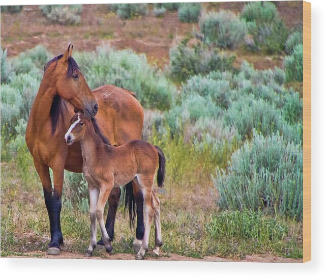 Horse Wood Print featuring the photograph Mustang Horse and Foal by Waterdancer