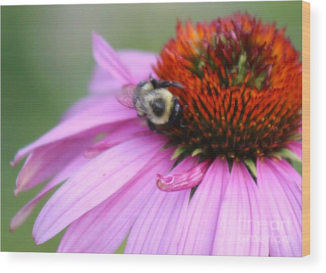 Pink Wood Print featuring the photograph Nature's Beauty 82 by Deena Withycombe