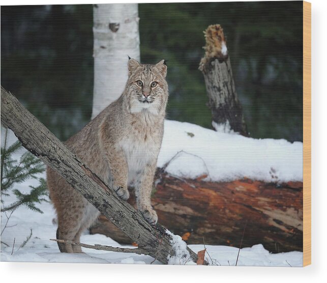 Bobcat Wood Print featuring the photograph Nice Pose by Duane Cross
