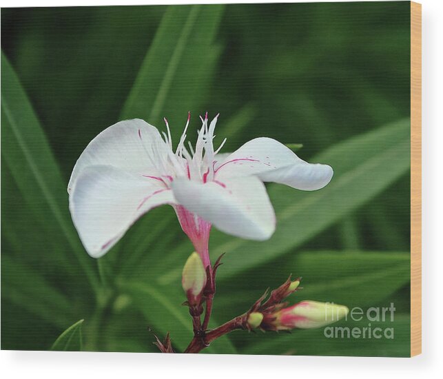 Oleander Wood Print featuring the photograph Oleander Harriet Newding 1 by Wilhelm Hufnagl