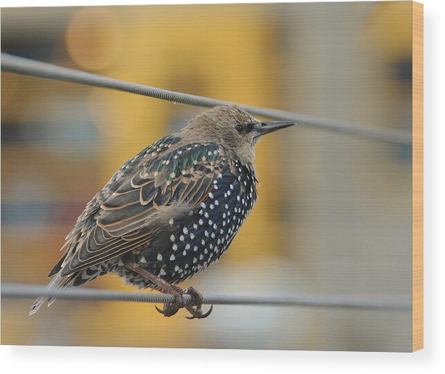 Starling Wood Print featuring the photograph On The Ropes 2 by Fraida Gutovich