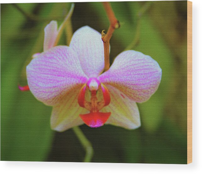 Bonnie Follett Wood Print featuring the photograph Orchid Blush by Bonnie Follett