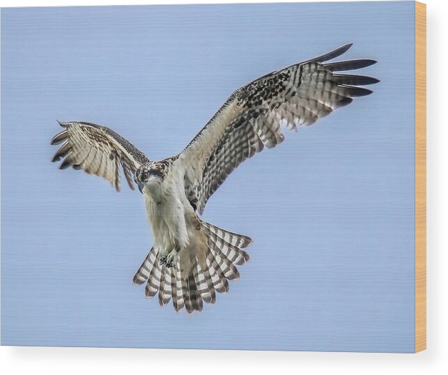 Osprey Wood Print featuring the photograph Osprey by Carl Olsen