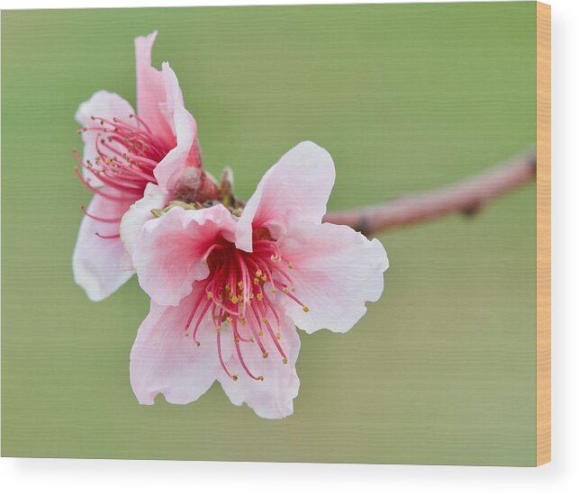 Peach Blossom Wood Print by Blaine Owens - Pixels