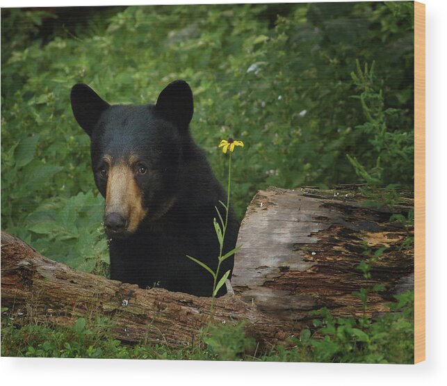 Bear Wood Print featuring the photograph Peeking Around the Log by Duane Cross
