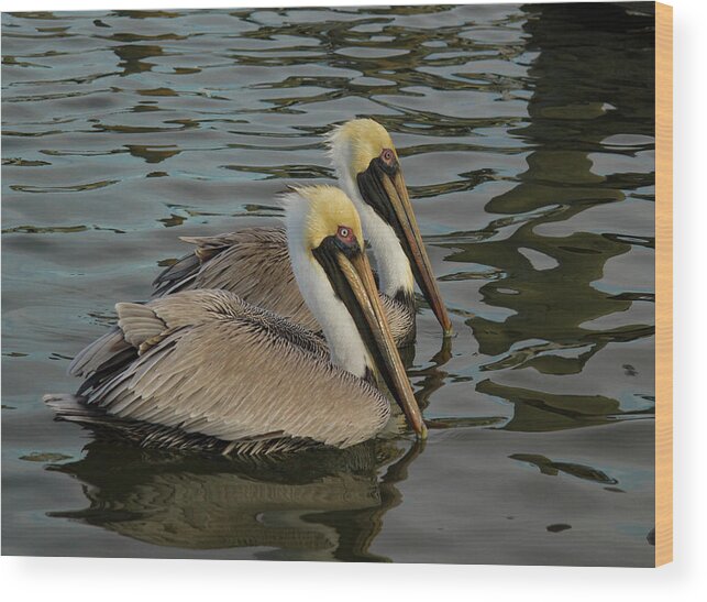 Jean Noren Wood Print featuring the photograph Pelican Duo by Jean Noren