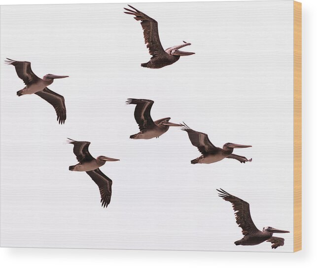 Pelicans Wood Print featuring the photograph Pelicans at Half Moon Bay by Steven Richman