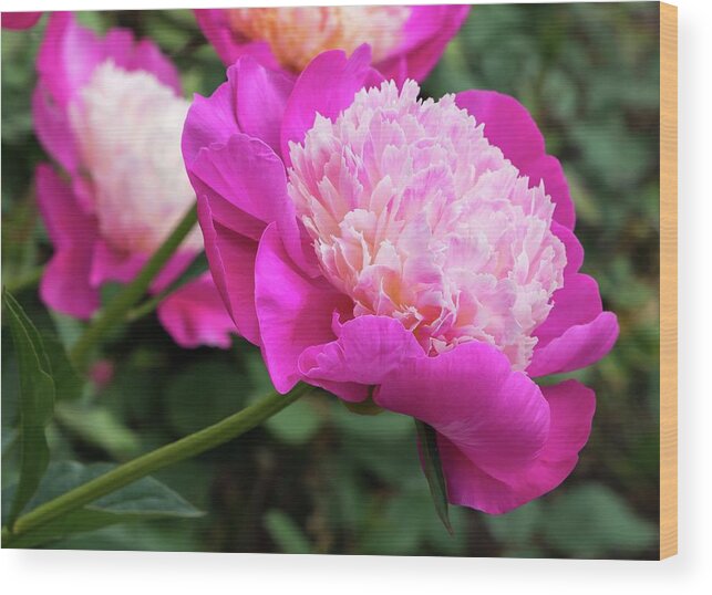 Peony Wood Print featuring the photograph Peony by Chris Berrier