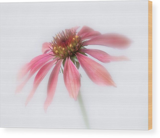 Bloom Wood Print featuring the photograph Perennial cone flower. by Usha Peddamatham