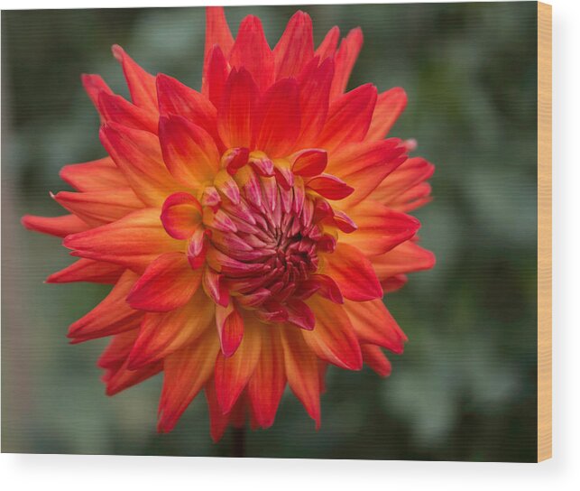 Florals Wood Print featuring the photograph Perfectly Dahlia by Arlene Carmel