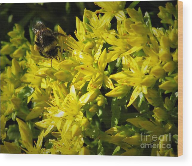 Photograph Wood Print featuring the photograph Photograph of a Bee on Yellow Flowers by Delynn Addams