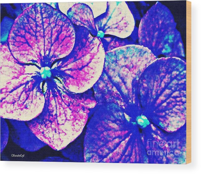 Pink And Blue Hydrangea Wood Print featuring the photograph Pink and Blue Hydrangea by Sarah Loft