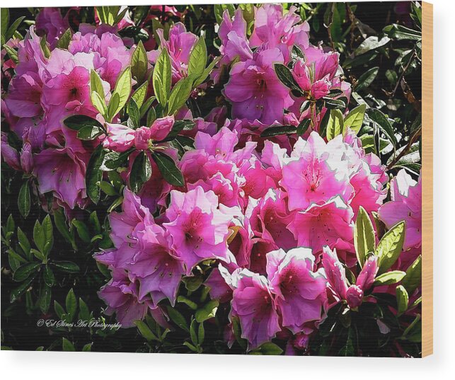 Flowers Wood Print featuring the photograph Pink Azaleas by Ed Stines