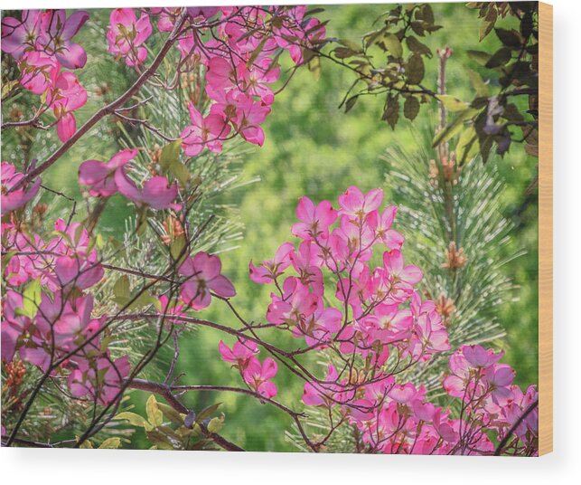 Dogwood Wood Print featuring the photograph Pink Glow by Steph Gabler