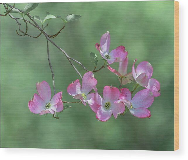 Flower Wood Print featuring the photograph Pink Dogwood img 1 by Bruce Pritchett