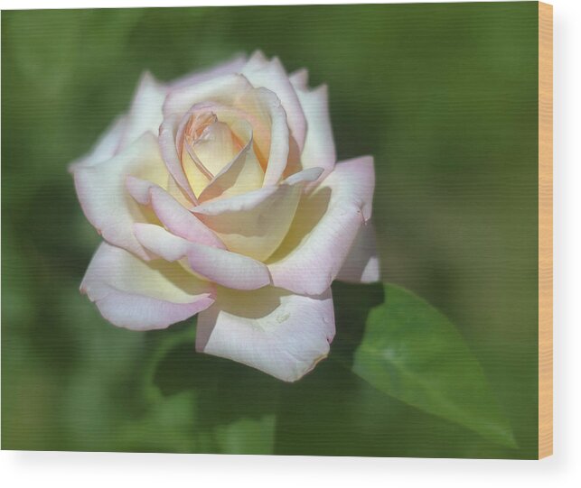 Pink Wood Print featuring the photograph Pink Rose 3 by Rick Mosher