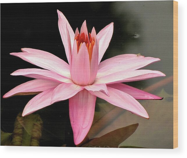 Water Lily Wood Print featuring the photograph Pink Water Lily by Jennifer Wheatley Wolf