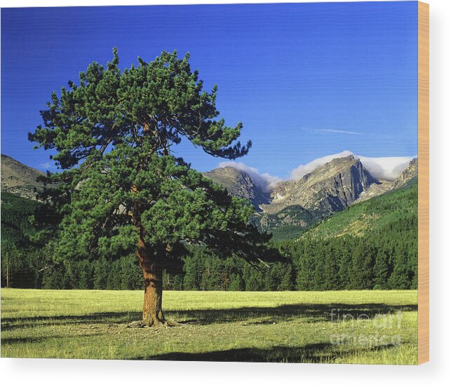 Rocky Mountain National Park Wood Print featuring the photograph Pine tree, Rocky Mountain National Park, Colorado by Kevin Shields