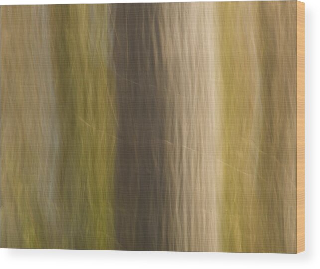 Tree Wood Print featuring the photograph Poplar by Margaret Denny