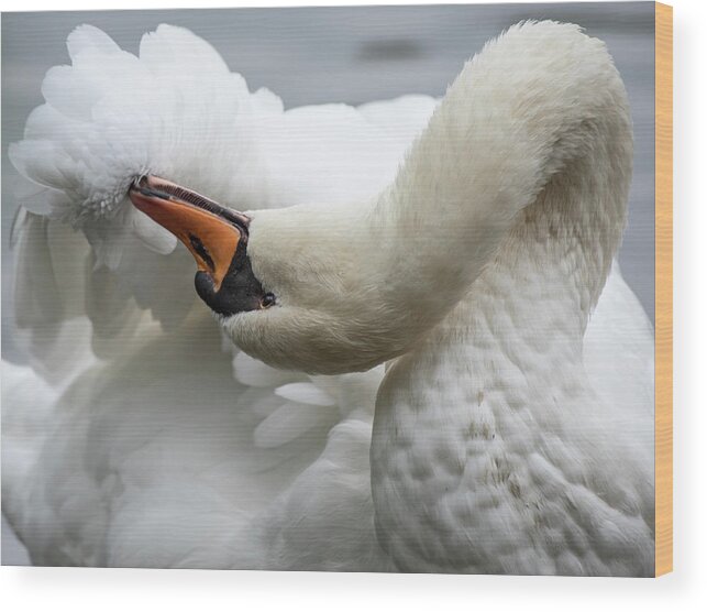 Swan Wood Print featuring the photograph Preening Swan-7758 by Steve Somerville