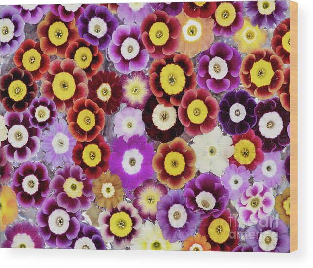 Primula Auricula Wood Print featuring the photograph Primula Auricula Pattern by Tim Gainey