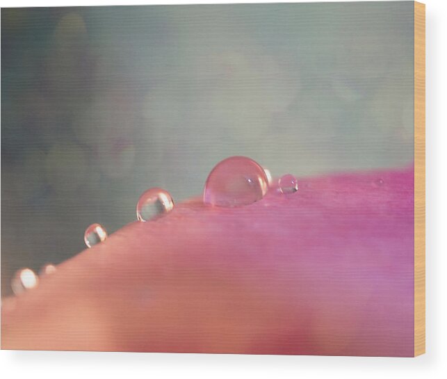 Gentle Wood Print featuring the photograph Rain drops on pink by Lilia S
