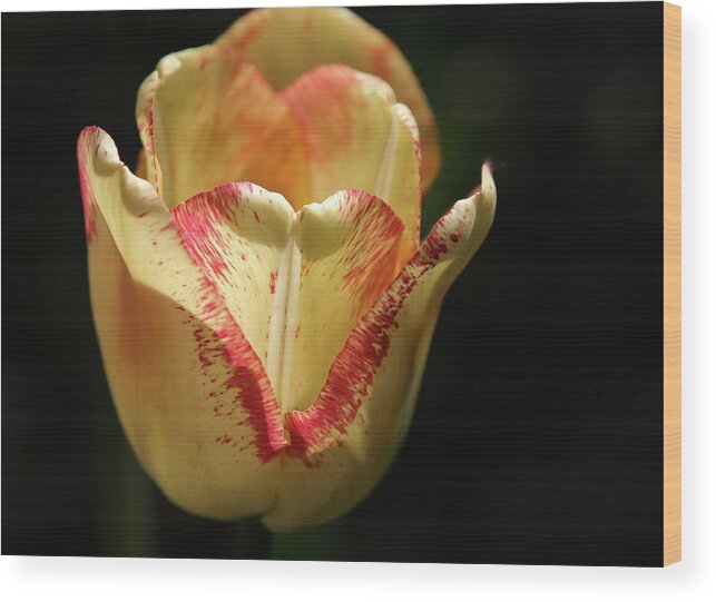 Tulip Wood Print featuring the photograph Receiving Light - by Julie Weber